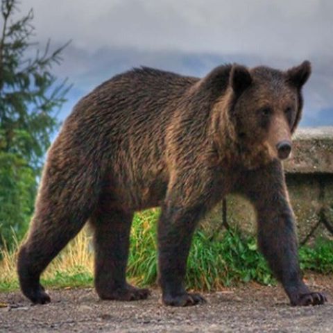 Urşii se prind în capcanele sătenilor care îşi protejează recolta