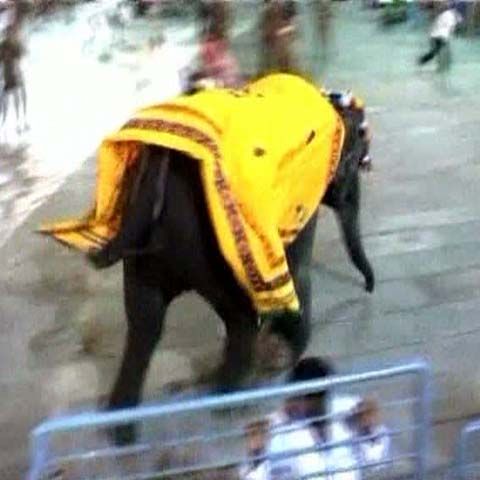 Un elefant speriat a rănit şase oameni în India, în timpul unei ceremonii