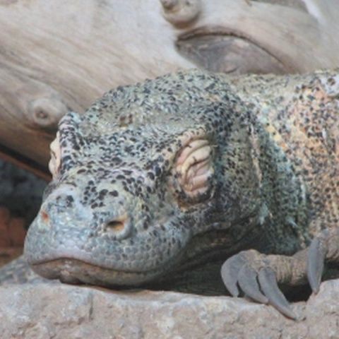 Dragonul Komodo, cea mai mare şopârlă din lume, a evoluat în Australia, nu în Indonezia