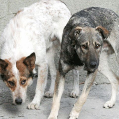 Locuitorii din Râmnicu Vâlcea care prind câini fără stăpân vor fi răsplătiţi cu 50 de lei 