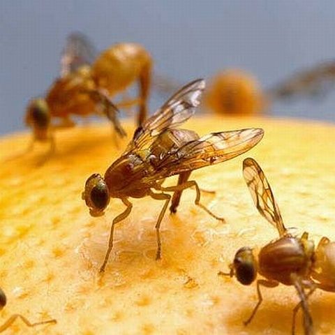 O lume a bărbaţilor - sperma musculiţelor de vin face femelele speciei să muncească mai mult