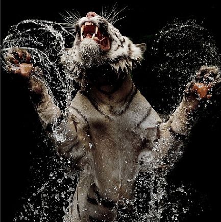 Fotografii uimitoare ale unui tigru alb bengalez înnebunit de foame