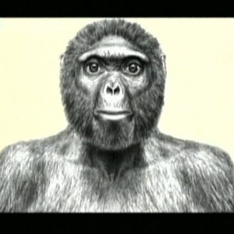 Antropologii americani s-au mai apropiat cu un pas de "veriga lipsă" 