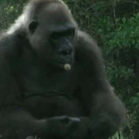 Gorila Josephine a fost operată de cataractă