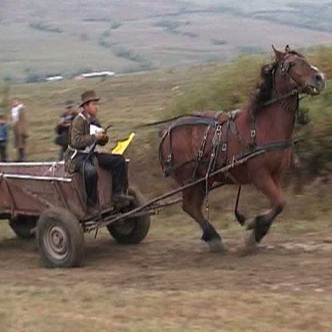 Cei mai puternici cai din comuna sibiană Marpod au participat la un concurs de viteză