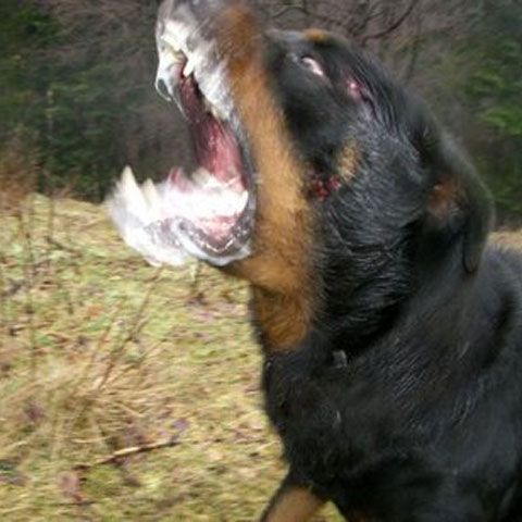 Lupte ilegale cu câini. ATENŢIE, IMAGINI ŞOCANTE!