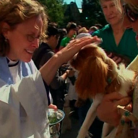 O binecuvântare în masă a animalelor de casă a avut loc în Statele Unite