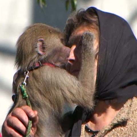 Un babuin din Austria şi-a găsit o casă în satul Măciuca