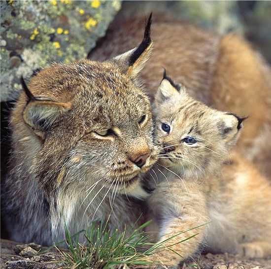 Agent Green susţine că studiul de impact asupra mediului la DN66A prin munţii Retezat este un dezastru ştiinţific - VEZI DECLARAŢII ŞOCANTE