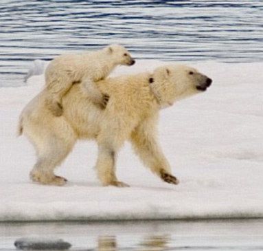 Un pui de urs polar stă pe spatele mamei, după ce i-au îngheţat lăbuţele - FOTO