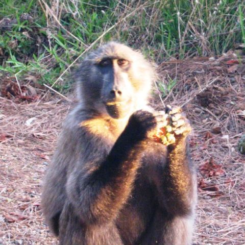 Un babuin oltean e vedetă în satul Măciuca