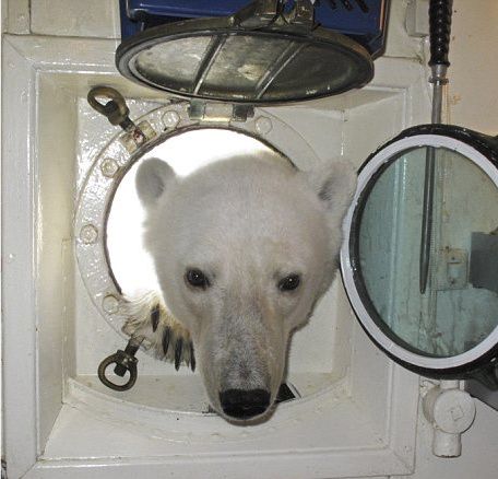 Un urs polar a băgat capul pe geam, poftind la o supă caldă - VEZI FOTO