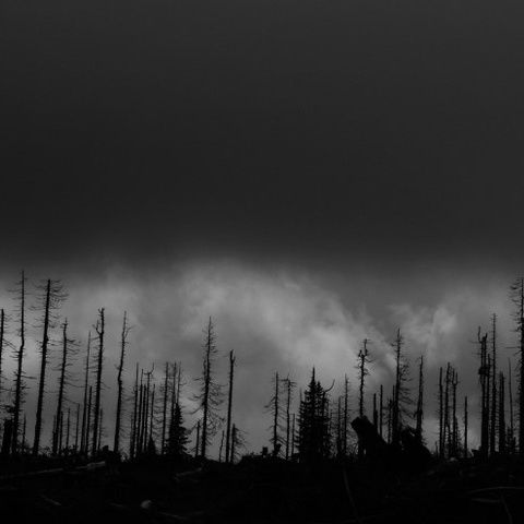 O erupţie vulcanică a distrus pădurile în totalitate, în urmă cu 250 de milioane de ani