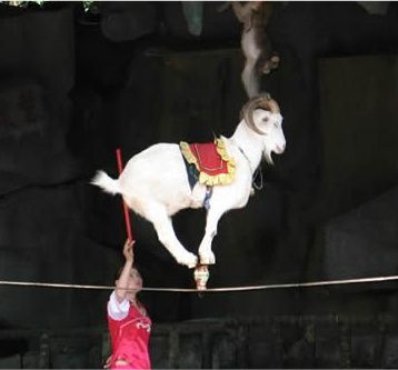 Moment inedit la circ: O capră curajoasă face echilibristică la înălţime, pe o sârmă - VEZI VIDEO