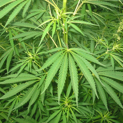 Un poliţist care cultiva canabis acasă, reţinut de procurorii DIICOT