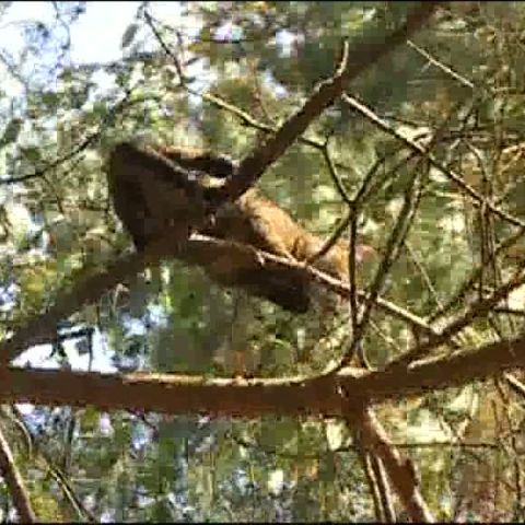 Doi localnici din Buşteni au salvat o pisică dintr-un pom - VEZI VIDEO