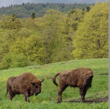 Garda de Mediu: Procesul de la CEJ pentru arii protejate nu va continua, România va rezolva poblemele