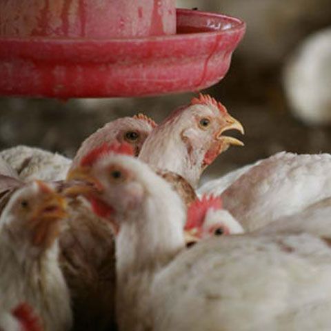 400.000 de păsări au fost ucise la o fermă din Spania din cauza gripei aviare 