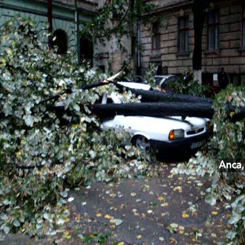 Mai multe maşini au fost distruse de copacii rupţi de rafalele de vânt, în Arad şi Timişoara