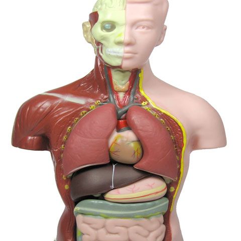 Celulele organismului se regenerează în timp