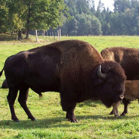 Şase bizoni, transferaţi dintr-o grădină zoologică franceză în rezervaţia de la Vama Buzăului