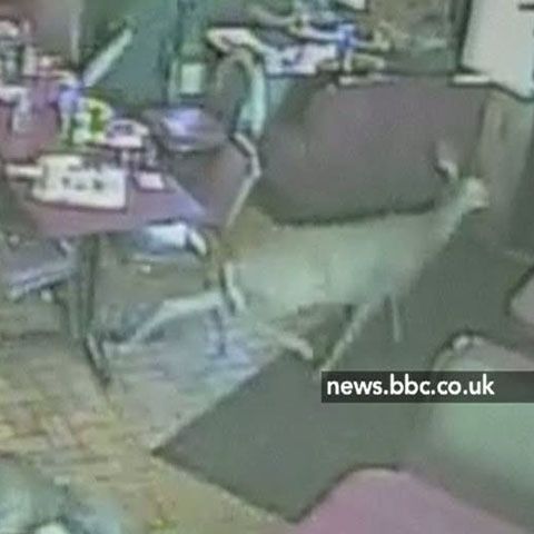 O căprioară a dat buzna într-un restaurant din Statele Unite