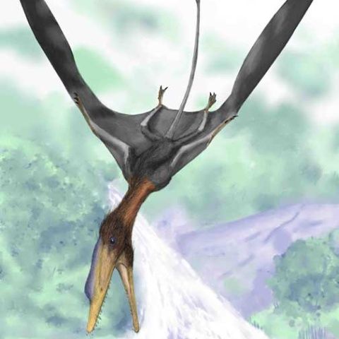 A fost descoperită veriga lipsa care explică evoluţia pterodactililior. VEZI FOTO