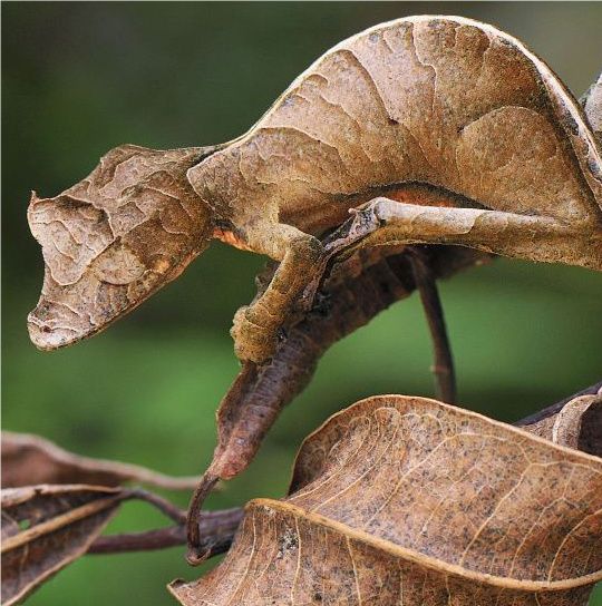 Unde e şopârla? Satanica gecko şi-a găsit o deghizare cu adevărat cumplită - FOTO
