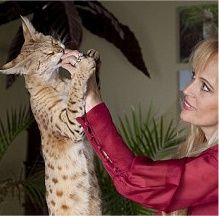 O pisică americană de savană a devenit cea mai înaltă felină domestică din lume! - VEZI VIDEO