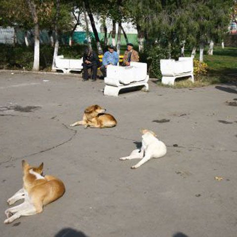 Bucureştenii se simt cel mai deranjaţi de poluarea aerului şi de câinii fără stăpân