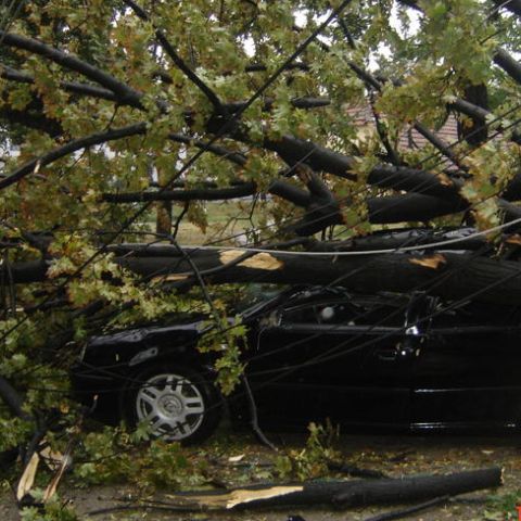 Un copac s-a prăbuşit peste o maşină în Timişoara după o furtună puternică