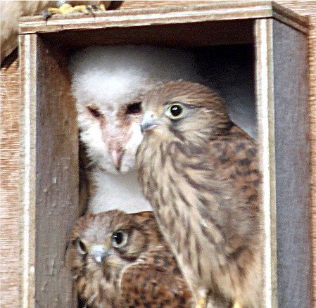 Animalele îşi împart casele cu alţii: O bufniţă trăieşte cu doi vânturei