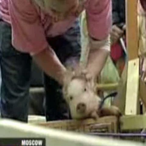 La Moscova a avut loc o cursă de porci domestici 