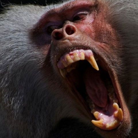 O femeie muşcată de maimuţa soţului ei a rămas fără braţ