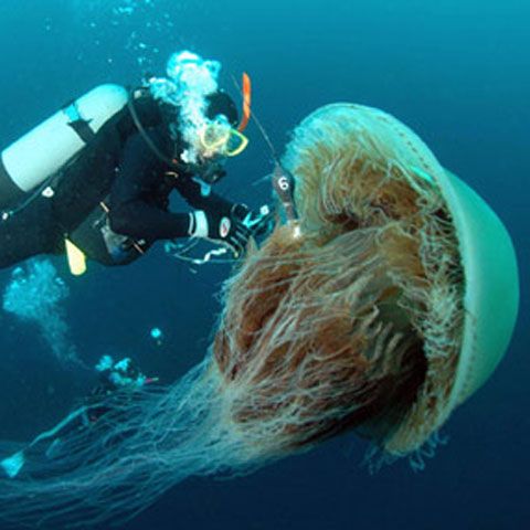 O specie de meduze veninoase a apărut în Marea Neagră, din cauza încălzirii globale