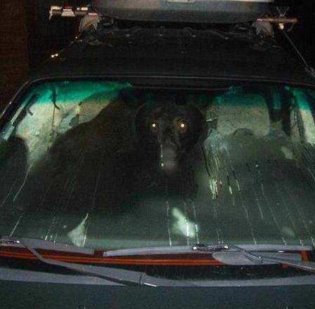 Hoţul dintr-o maşină s-a dovedit a fi un... urs - FOTO