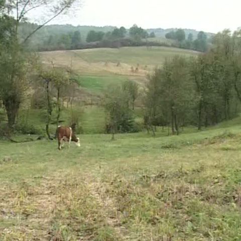 Sătenii din Hunedoara nu-şi mai permit să ţină animale în curte