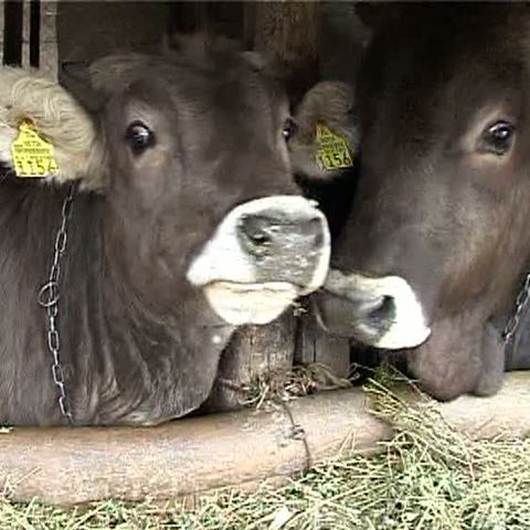 Fermierii din Vrancea dau laptele la animale pentru că nu au cui să-l vândă