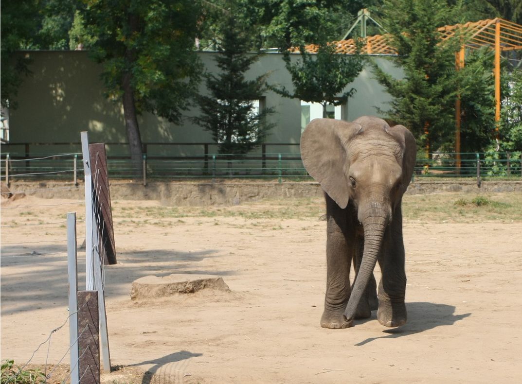Un pui de elefant orfan din Ungaria şi-a găsit o nouă mămică în Franţa