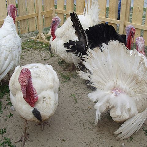 Primele cazuri suspecte de gripă porcină transmisă de la om la curcani au apărut în Canada