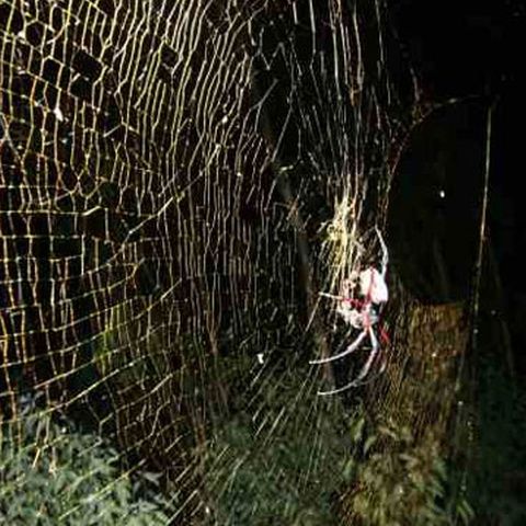 A fost descoperită o specie de păianjeni care produce cea mai mare pânză din lume