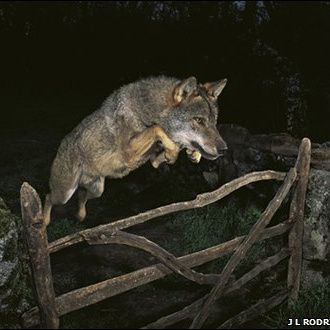 Fotografia anului 2009: Lupul care sare gardul - VEZI CELE MAI BUNE IMAGINI
