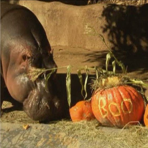 Hooowloweenul a sosit deja pentru animalele de la un zoo american, cu dovleci şi alte bunătăţi delicioase