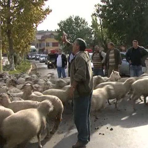 Nemulţumiţi de subvenţiile mici din Agricultură, ciobanii din judeţul Constanţa au ieşit cu turmele în drum