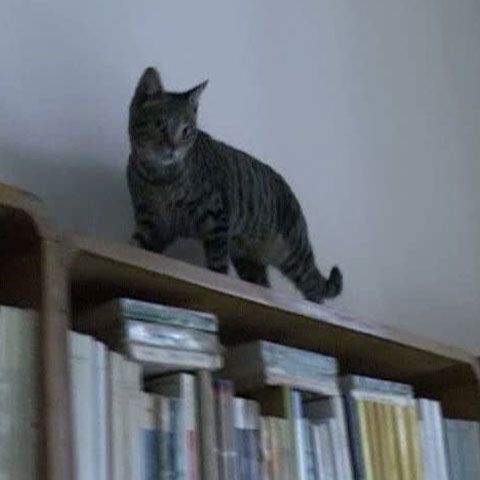 O pisică prinde rozătoarele bibliotecii din Govora