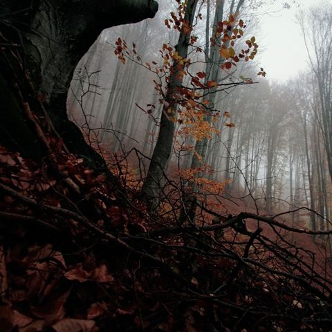 Ploile şi burniţa revin în ţară, spre jumătatea săptămânii 