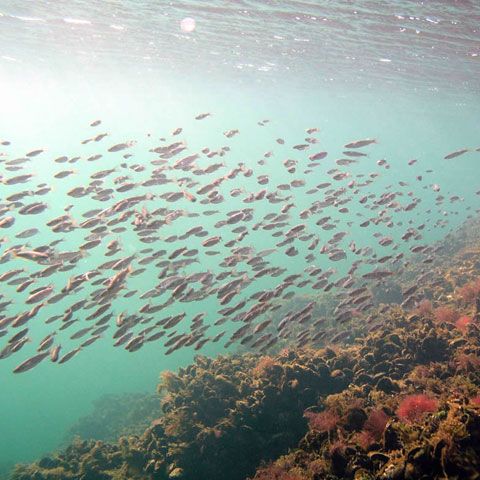Mai multe specii din Marea Neagră sunt ameninţate cu dispariţia din cauza activităţii umane din zonă