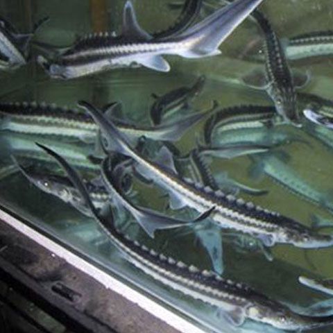 Salvaţi Dunărea şi Delta cere modificarea legii pentru pescuitul sturionilor în scop comercial