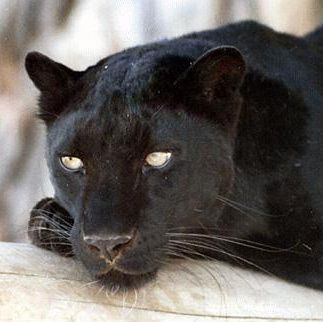 O panteră neagră se plimbă în libertate prin Luxemburg