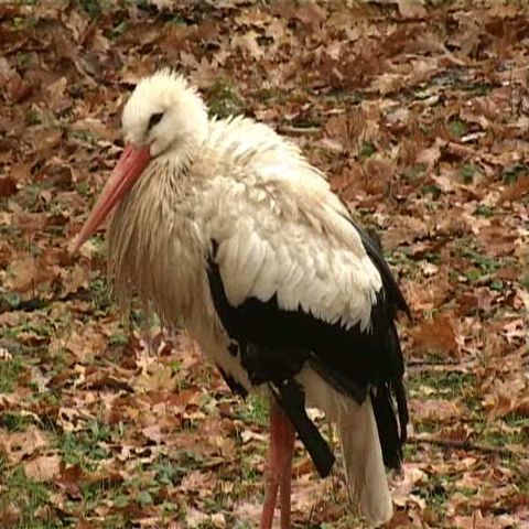 Animalele o duc mai bine decât localnicii la Grădina Zoologică din Târgu Mureş
